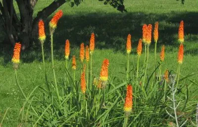 Tritoma jigsaw puzzle