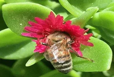 abeja jigsaw puzzle