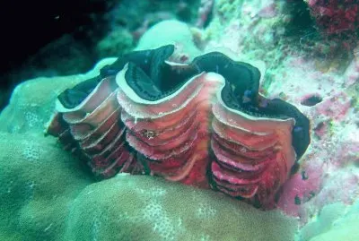 Tridacna squamosa