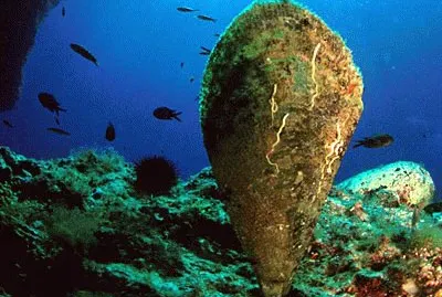 Pinna nobilis