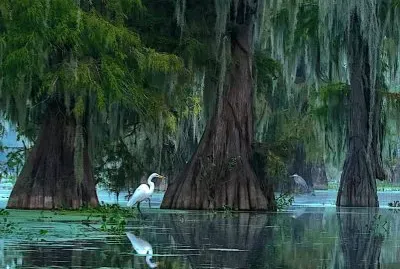 egret