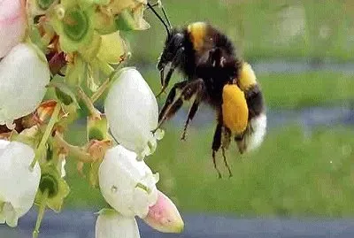 Abeja1 jigsaw puzzle