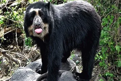 oso de anteojos jigsaw puzzle