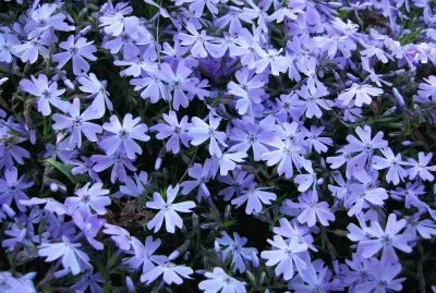 Phlox
