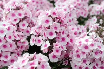 פאזל של Phlox
