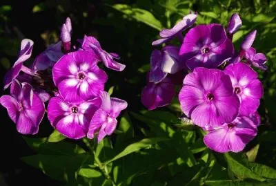 Phlox
