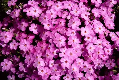 Phlox