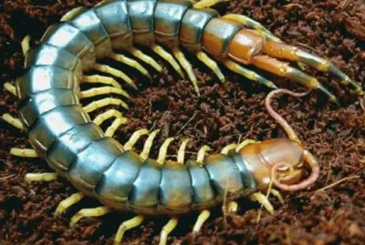 Scolopendra velenosa