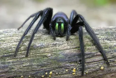 Segestria florentina