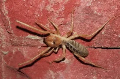 Solifugae adana