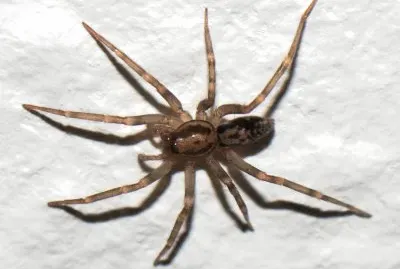 Tegenaria domestica
