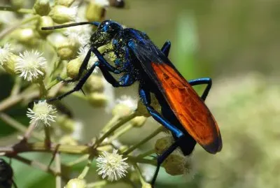 Vespa falco della tarantola