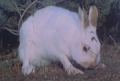 Lepre variabile con mantello invernale