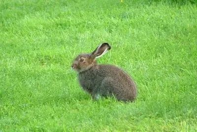 Lepre variabile con mantello estivo
