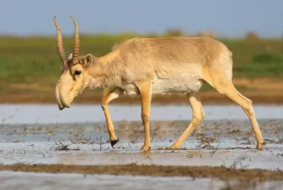 Antilope saiga
