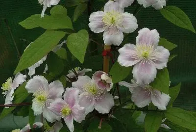 ClÄ—matite des montagnes