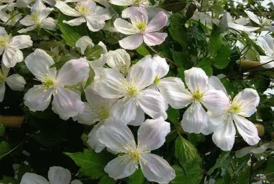 ClÄ—matite des montagnes