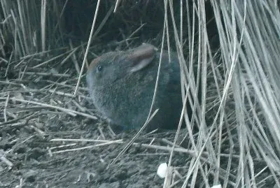 Coniglio del vulcano