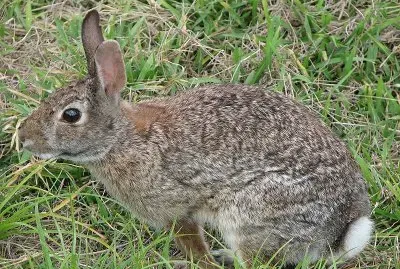 Coniglio dalla coda di cotone