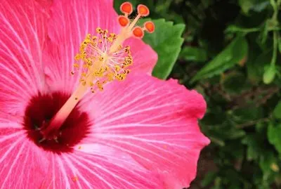 flores