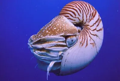 Nautilo