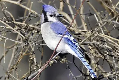 natural jigsaw puzzle