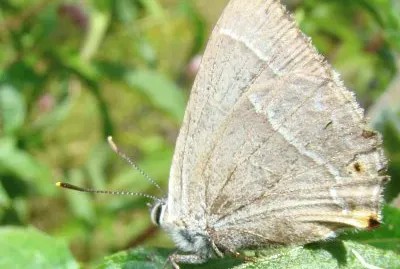 la thÃ©cla du chÃªne