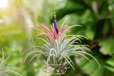 Tillandsia jigsaw puzzle
