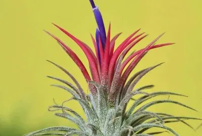 Tillandsia
