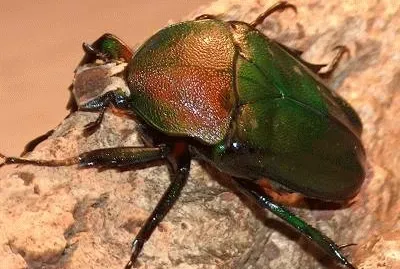 Dicranorrhina oberthueri