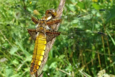 la libellule dÃ©primÃ©e