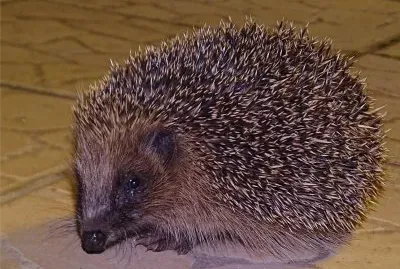 פאזל של le hÃ©risson