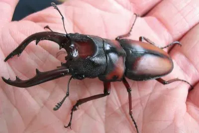 Prosopocoilus umuhangi