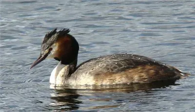 le grÃ¨be huppÃ©