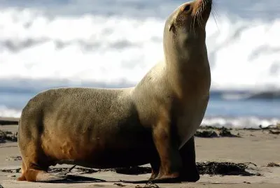 Otaria orsina di guadalupe