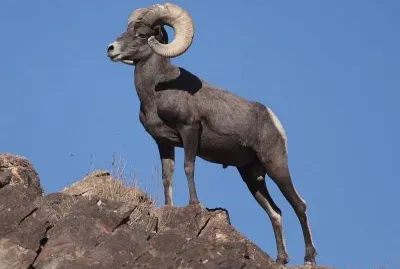Bighorn del deserto