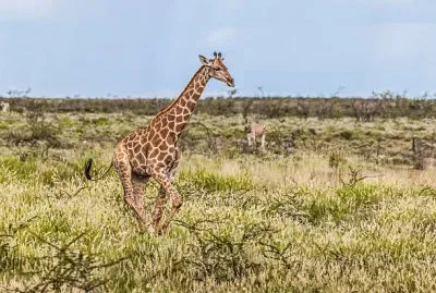 Giraffa dell 'angola