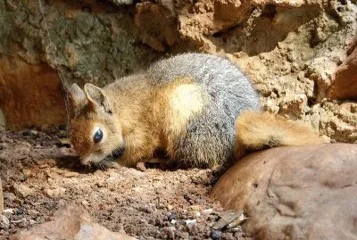 Scoiattolo del caucaso