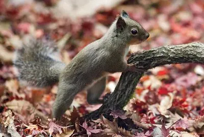 Scoiattolo del giappone