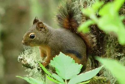 Scoiattolo di duglas