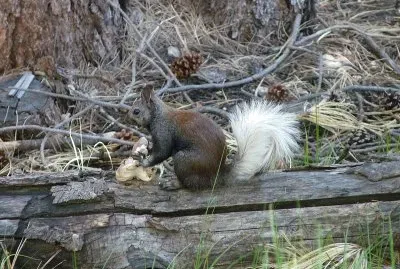 Scoiattolo di kaibab