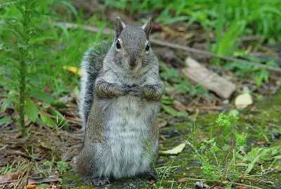 Scoiattolo grigio occidentale