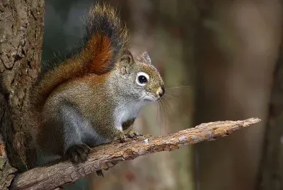 Scoiattolo rosso americano