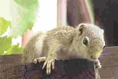 Scoiattolo del gambia