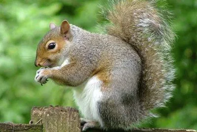 Scoiattolo grigio orientale