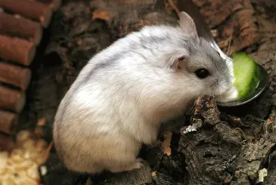 Criceto siberiano