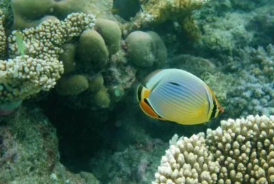 Farfalla ovale