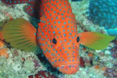 Cernia dei coralli