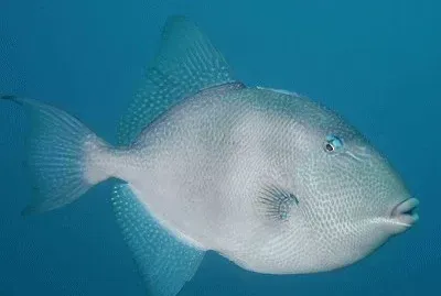 Balestra mediterraneo