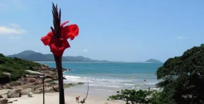 פאזל של Uma flor de praia.
